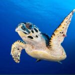 Spruce Creek Scuba Gallery Image