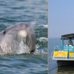 Cocoa Beach Dolphin Tour Coupons Gallery Image