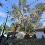 Southern Cuts Tree Service Coupons Gallery Image