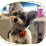 Pet Evolution Coupons Gallery Image