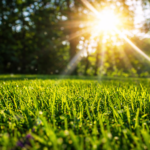 The Sod Lot Coupons Gallery Image